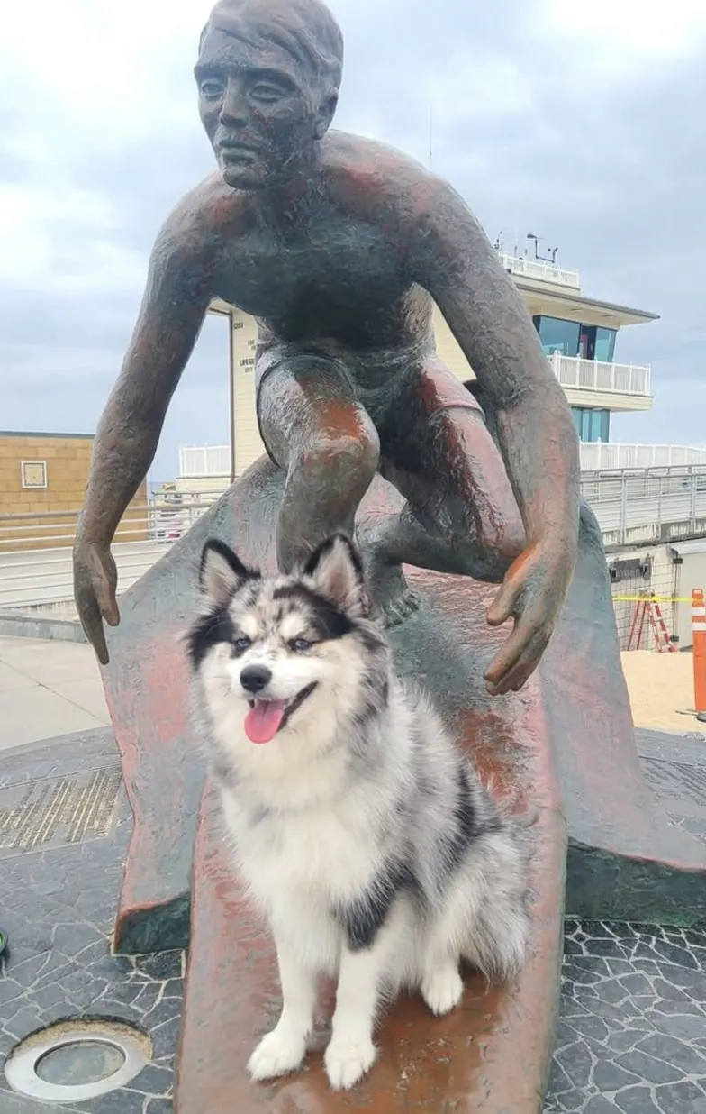 Nikita the Pomsky at the Hermosa Beach pier surfer statue